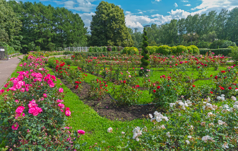 Парк «Сокольники» в Москве Парк «Сокольники» в Москве