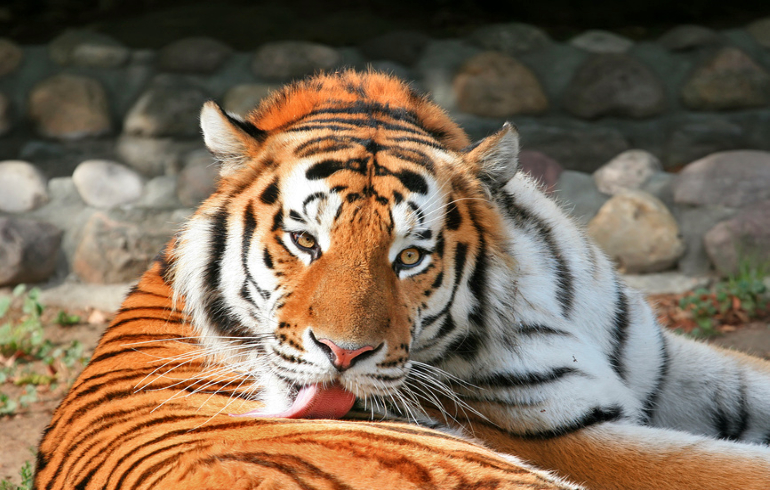 Московский зоопарк Московский зоопарк