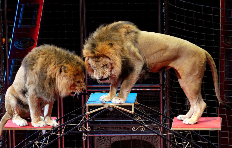 Московский цирк Никулина на Цветном бульваре Московский цирк Никулина на Цветном бульваре