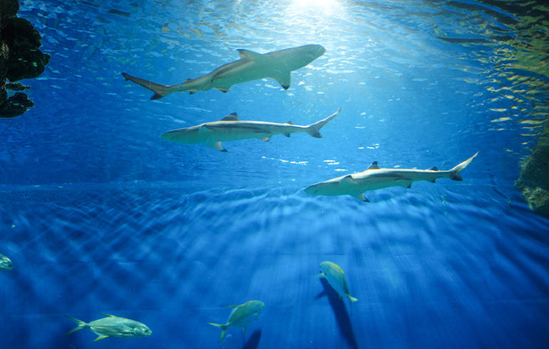 Центр океанографии и морской биологии «Москвариум» Центр океанографии и морской биологии «Москвариум»